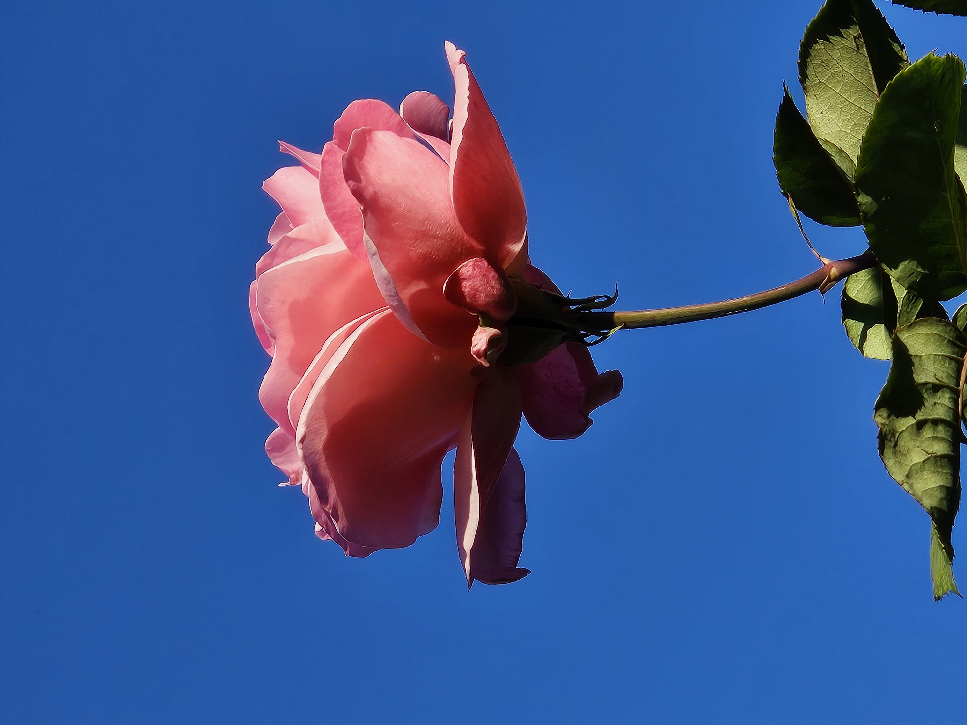 A rose
