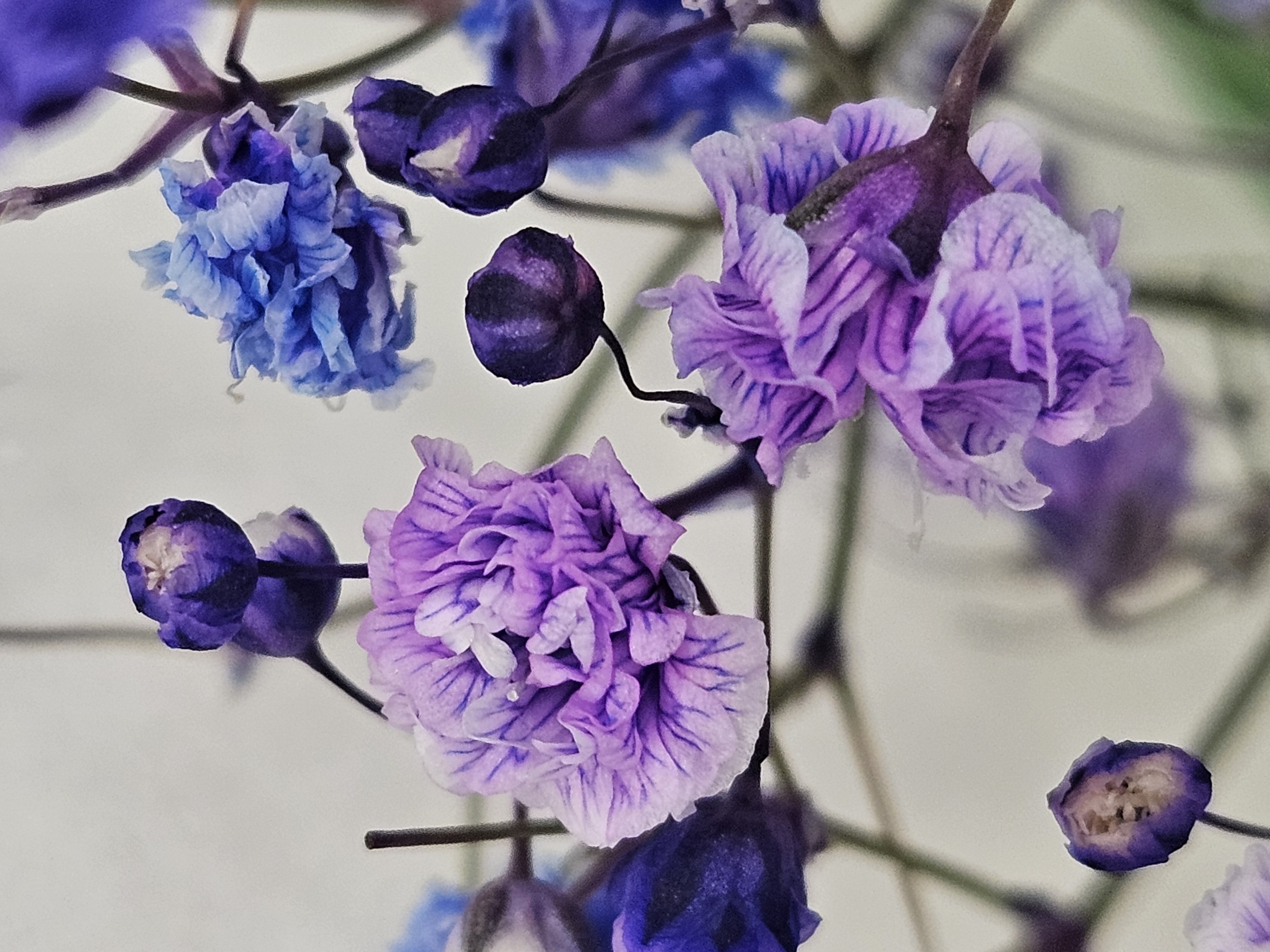 A flower
